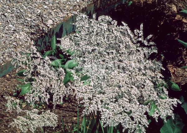 White blooms; Pink blooms; Semi-evergreen