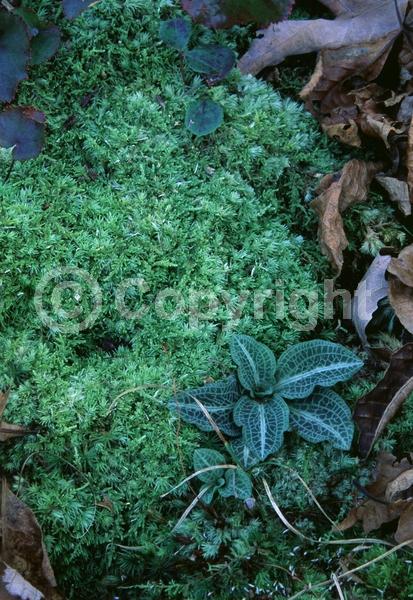 White blooms; Evergreen; North American Native