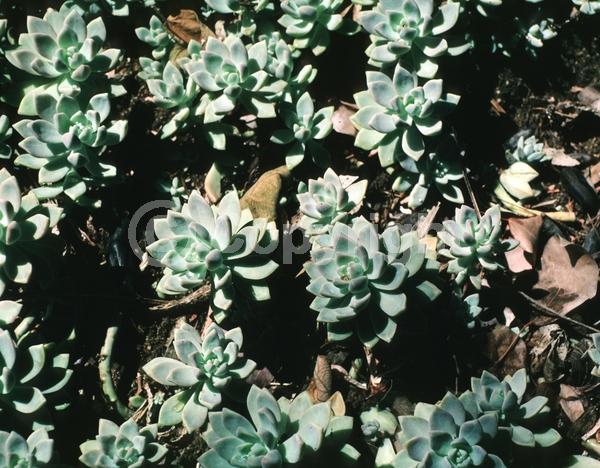White blooms; Evergreen; North American Native