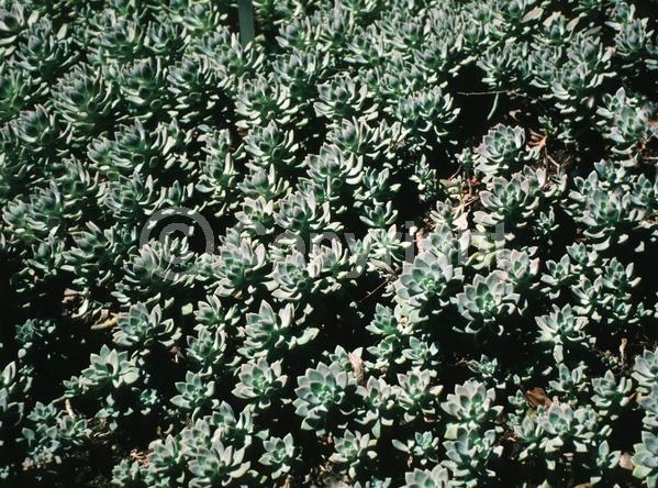 White blooms; Evergreen; North American Native