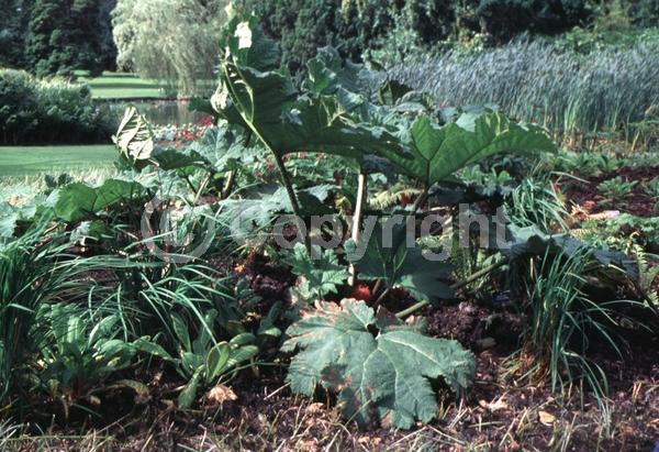 Red blooms; Green blooms; Semi-evergreen