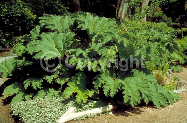 Red blooms; Evergreen; Semi-evergreen