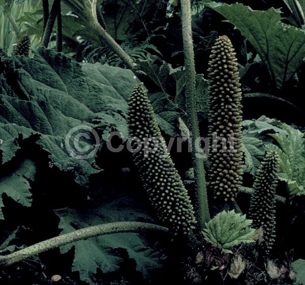 Red blooms; Evergreen; Semi-evergreen