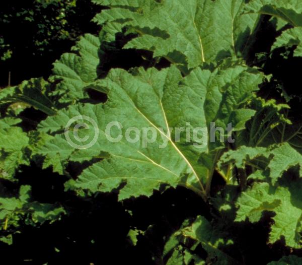 Red blooms; Evergreen; Semi-evergreen