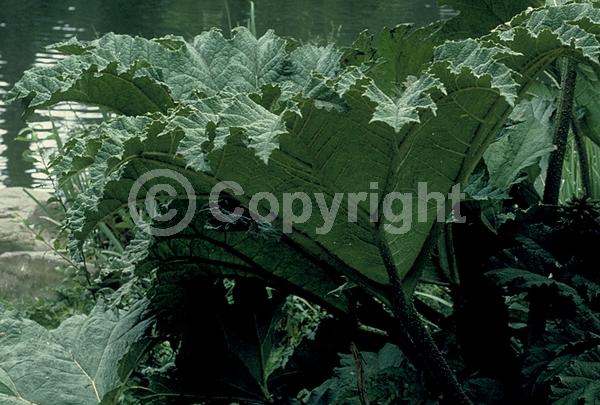 Red blooms; Evergreen; Semi-evergreen