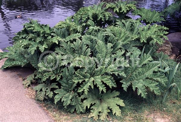 Red blooms; Evergreen; Semi-evergreen