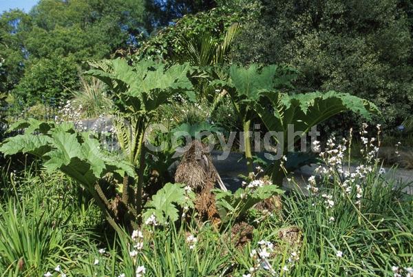 Red blooms; Evergreen; Semi-evergreen