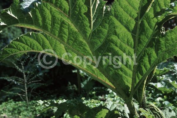 Red blooms; Evergreen; Semi-evergreen