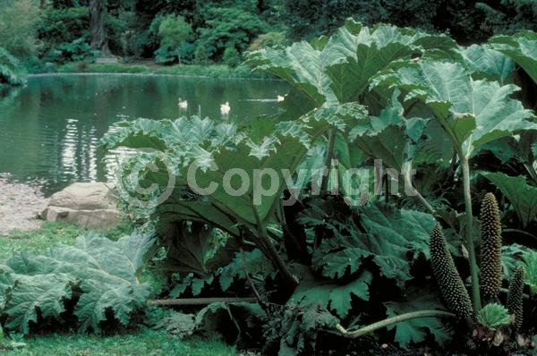 Red blooms; Evergreen; Semi-evergreen