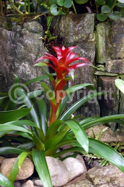 Red blooms; Evergreen; Broadleaf