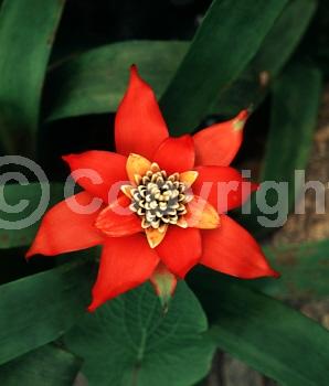 Red blooms; Orange blooms; Evergreen