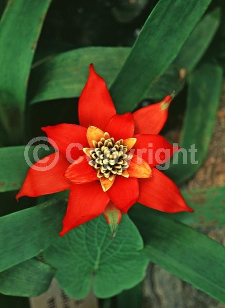 Red blooms; Orange blooms; Evergreen