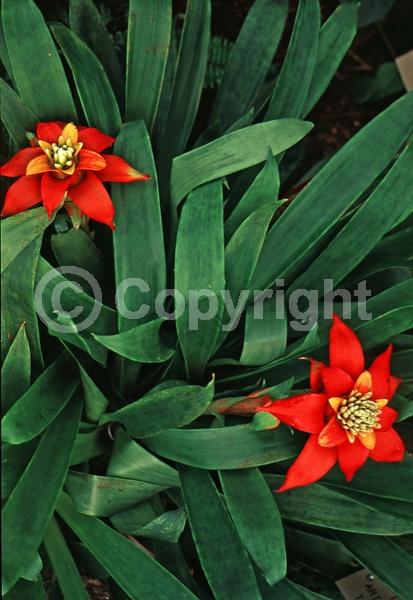 Red blooms; Orange blooms; Evergreen