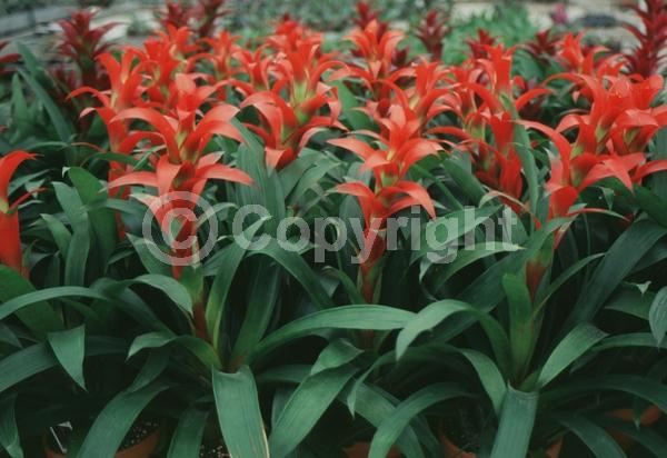 Red blooms; Evergreen