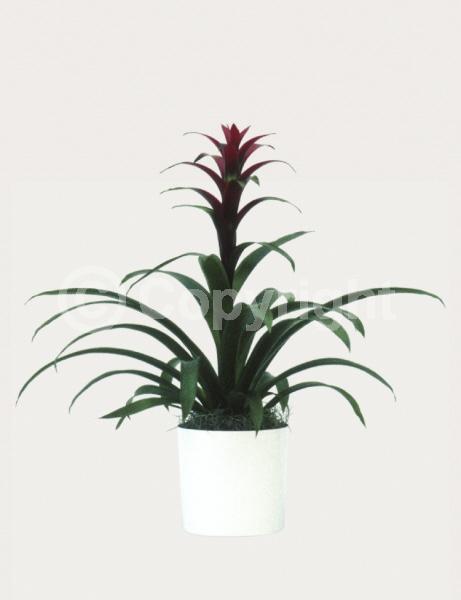 Red blooms; Evergreen