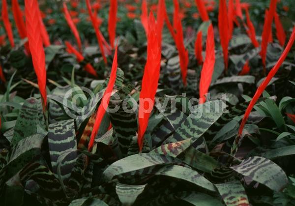 Red blooms; Evergreen