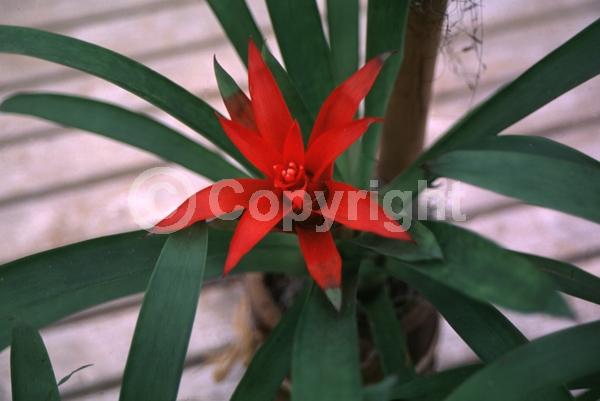 Red blooms; Evergreen