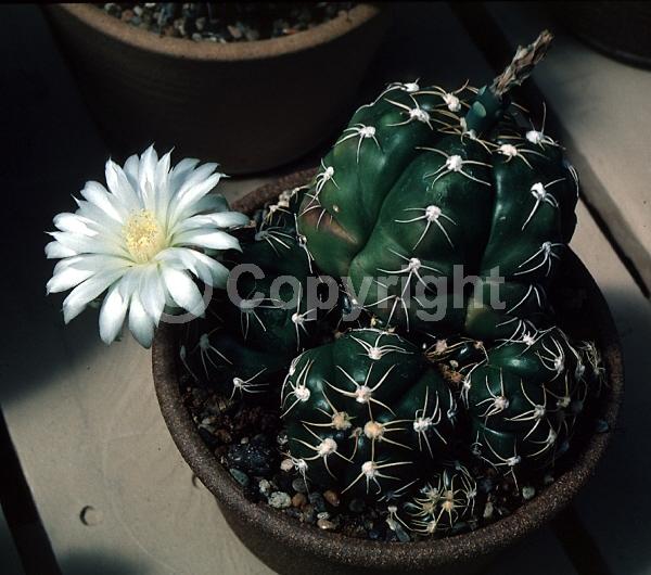 White blooms; Pink blooms; Evergreen