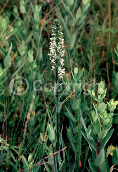 Yellow blooms; White blooms; Green blooms