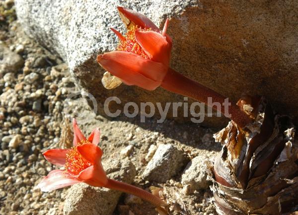 Red blooms; Deciduous; Broadleaf