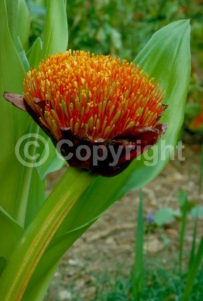 Red blooms; Deciduous; Broadleaf