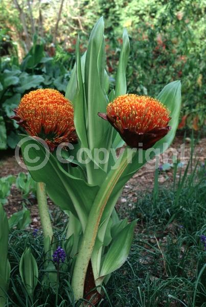 Red blooms; Deciduous; Broadleaf