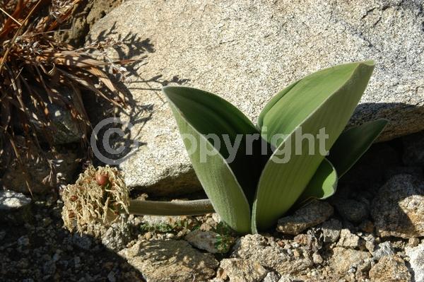Red blooms; Deciduous; Broadleaf