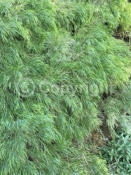 Deciduous; Broadleaf