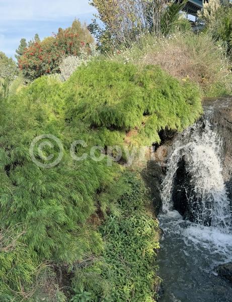 Deciduous; Broadleaf