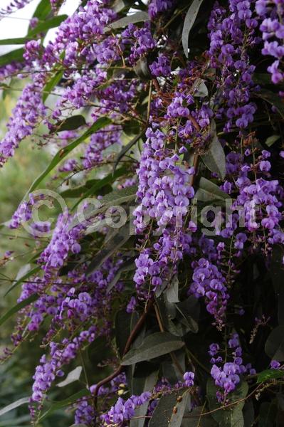 Purple blooms; Evergreen