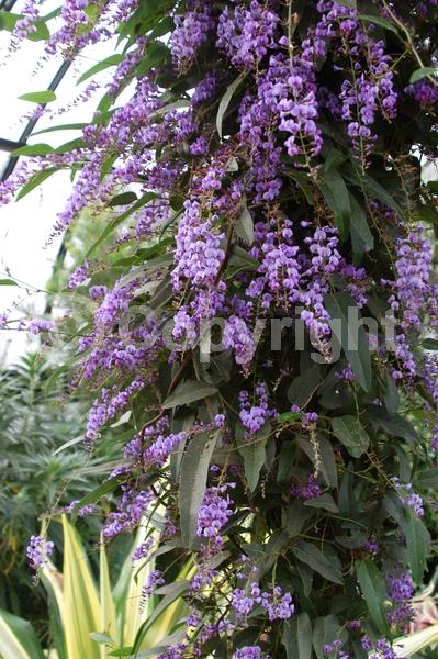 Purple blooms; Evergreen