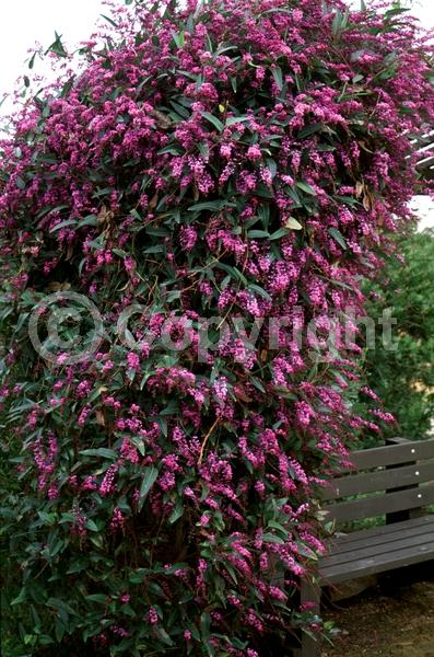 Purple blooms; Evergreen