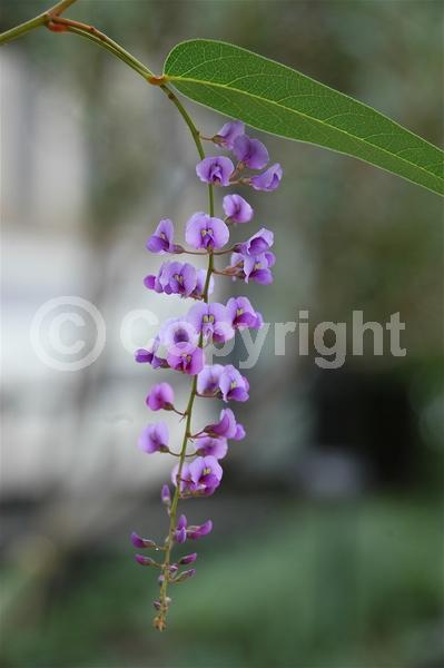 Purple blooms; Evergreen