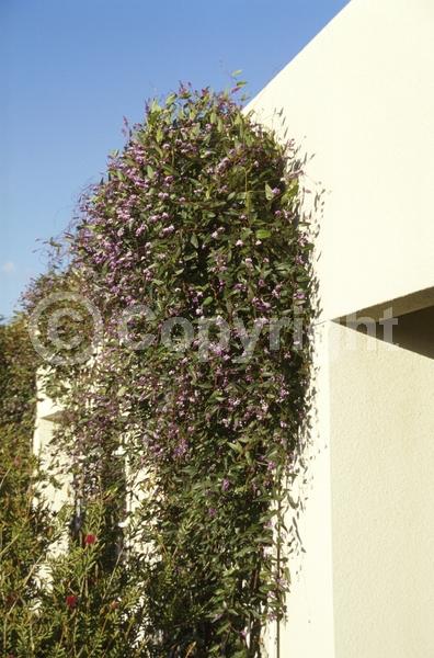 Purple blooms; White blooms; Lavender blooms; Evergreen; Broadleaf