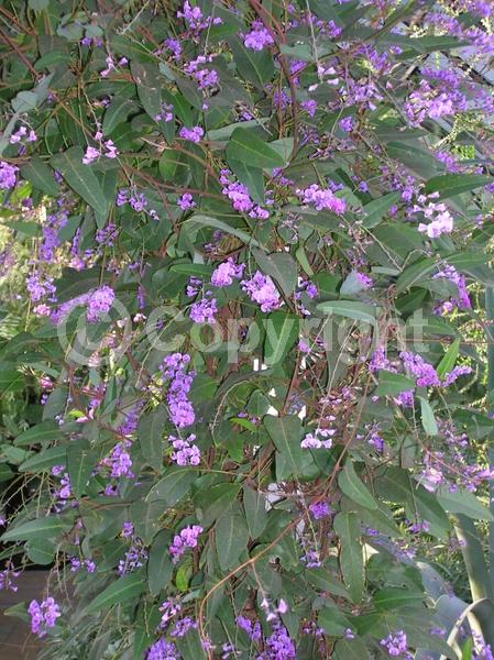 Purple blooms; White blooms; Lavender blooms; Evergreen; Broadleaf