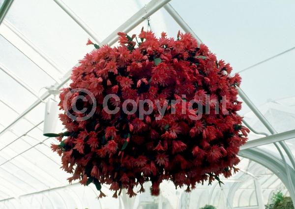 Red blooms; Pink blooms