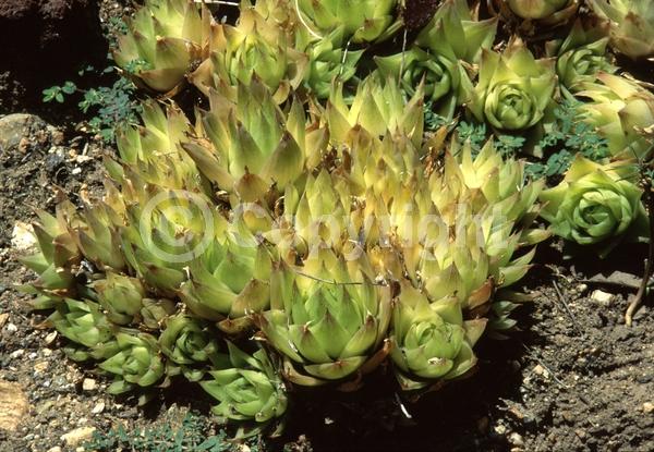 White blooms; Pink blooms; Evergreen; Broadleaf