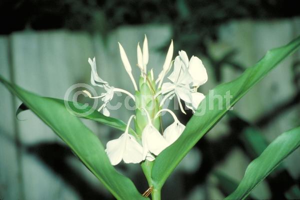 White blooms; Deciduous; Broadleaf
