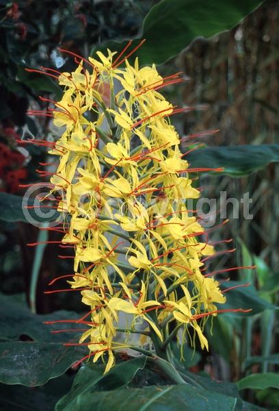 Yellow blooms; Deciduous; Broadleaf