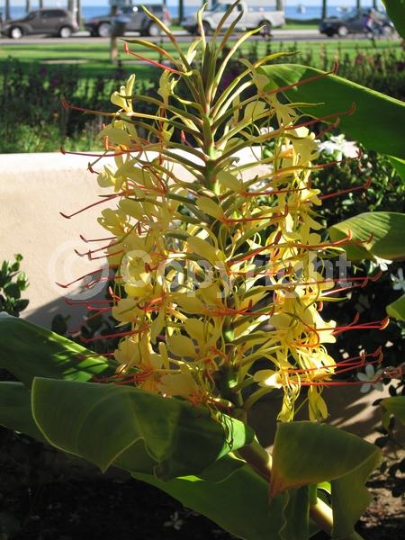 Yellow blooms; Deciduous; Broadleaf