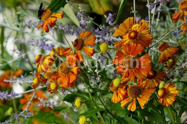 Red blooms; Orange blooms; Yellow blooms; Brown blooms; Deciduous; Broadleaf; North American Native