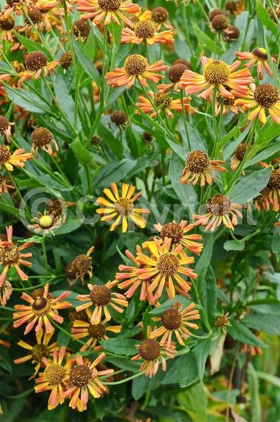 Red blooms; Orange blooms; Yellow blooms; Brown blooms; Deciduous; Broadleaf; North American Native