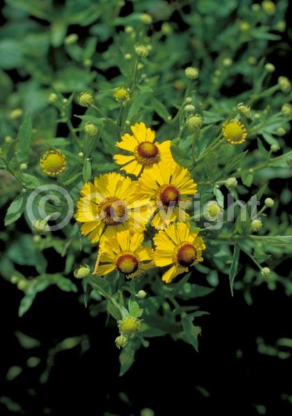 Red blooms; Orange blooms; Yellow blooms; Brown blooms; Deciduous; Broadleaf; North American Native