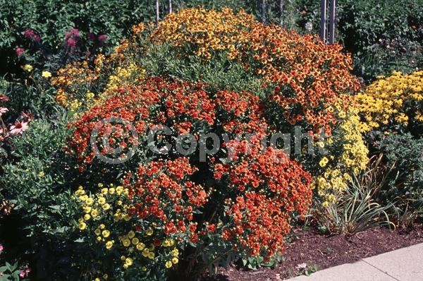 Red blooms; Orange blooms; Yellow blooms; Brown blooms; Deciduous; Broadleaf; North American Native