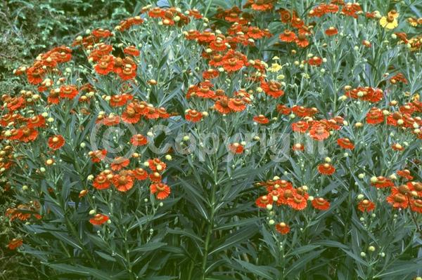 Red blooms; Orange blooms; Yellow blooms; Brown blooms; Deciduous; Broadleaf; North American Native