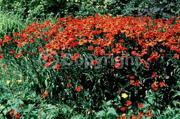Red blooms; Orange blooms; Yellow blooms; Brown blooms; Deciduous; Broadleaf; North American Native