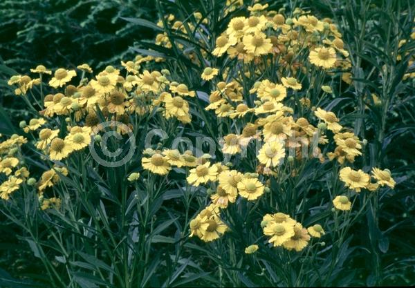 Red blooms; Orange blooms; Yellow blooms; Brown blooms; Deciduous; Broadleaf; North American Native