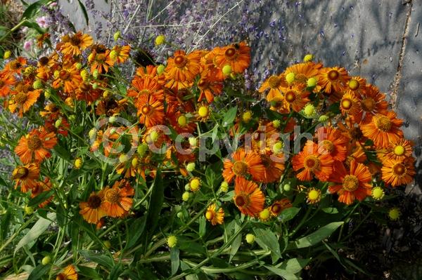 Red blooms; Orange blooms; Yellow blooms; Brown blooms; Deciduous; Broadleaf; North American Native