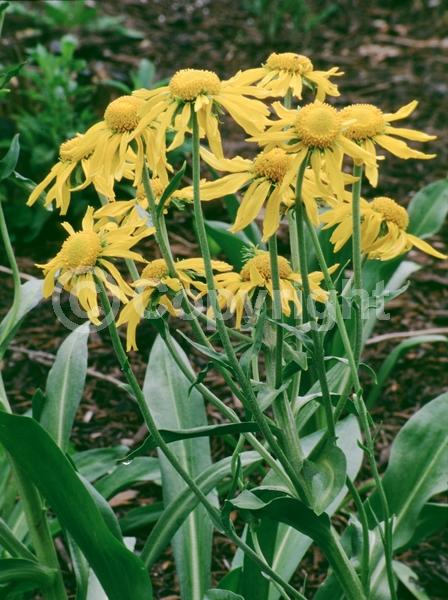 Orange blooms; Yellow blooms; North American Native