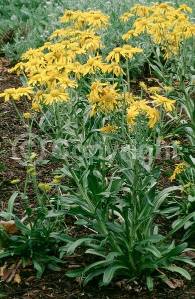 Orange blooms; Yellow blooms; North American Native